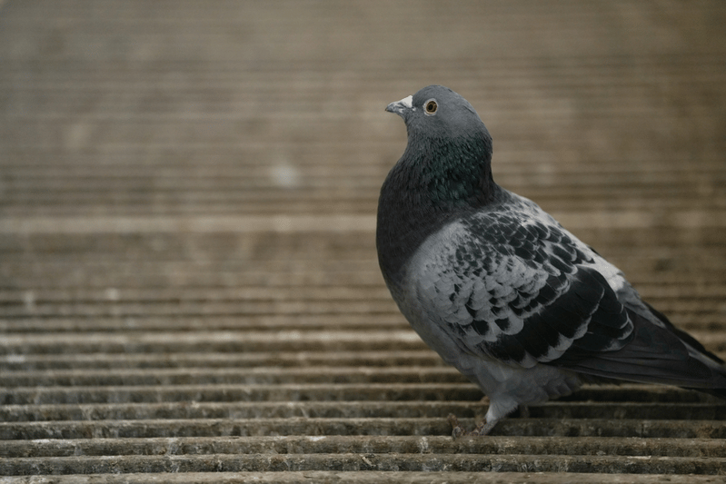 pigeon