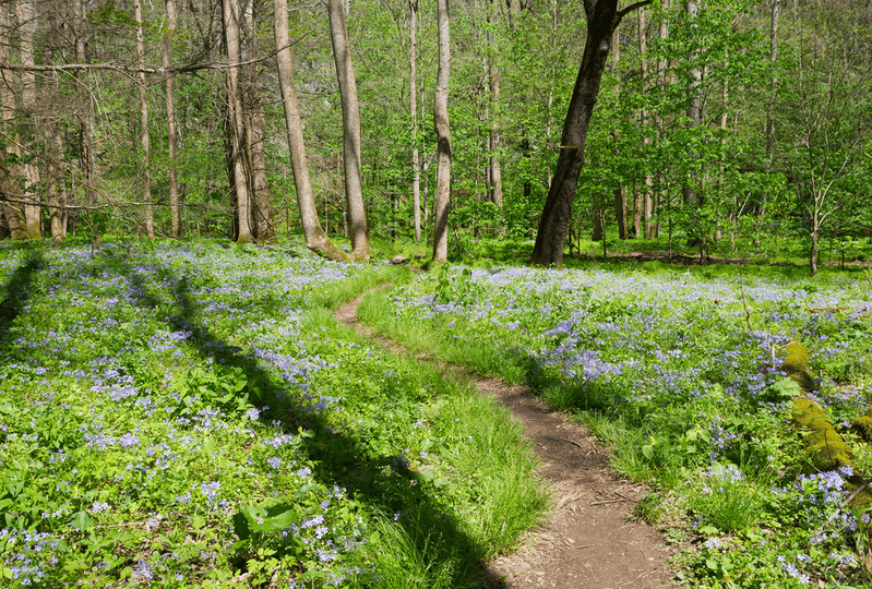 spring hiking trail in the Smokies