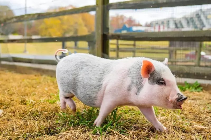 Lil Hickory pig outside Hatfield & McCoy