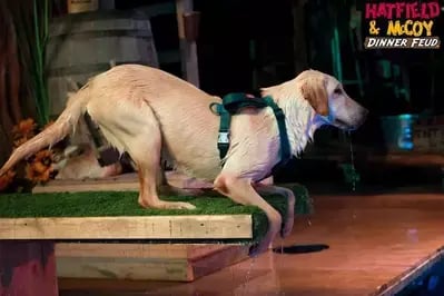 diving dog at Hatfield show